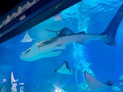 -烟台海昌鲸鲨海洋公园