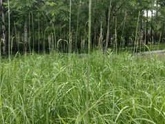 -广西壮族自治区药用植物园