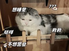 -Mr.Fox狐狸先生超级密室(南山店)