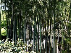 -秋霞圃