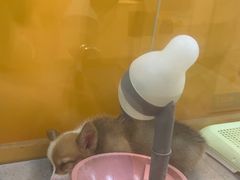 -狗道宠物(常熟印象城店)