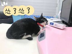 -芭比堂动物医院·心脏专科·夜诊·吉雅分院
