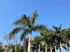-深圳仙湖植物园