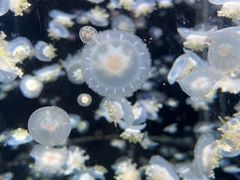 -太平洋海底世界