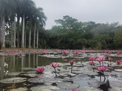-中国科学院西双版纳热带植物园