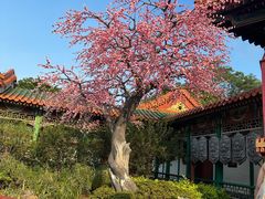 -珠海圆明新园