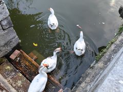 -苏州文庙(姑苏区)