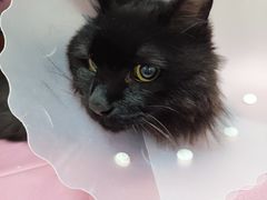 -北京观赏动物医院·24小时大型综合·猫专科·异宠专科