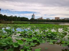 -莲花池公园