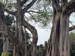 -瑞丽独树成林风景区