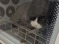 -北京观赏动物医院·24小时大型综合·猫专科·异宠专科