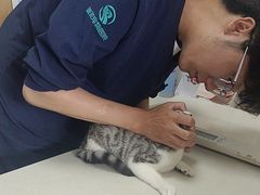 -瑞派长江宠物医院·猫科·外科·24小时夜护(谊城公寓分院)