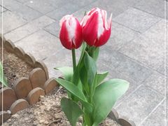 -素满香·食养自助(天一广场店)