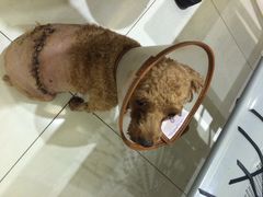 iphone_upload_pic-创凡宠物医院·骨专科  猫科中心(西乡分院)