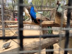 -石家庄市动物园