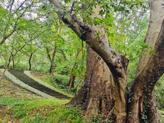 -南京市无想山景区