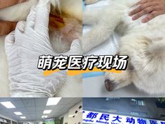 -成都民大动物医院