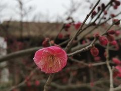 -秀丽东方