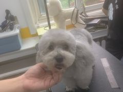 -优缇多格专业宠物美容师培训学校