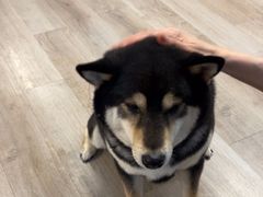 -柴迷FANS CLUB·柴犬狗咖·猫咖
