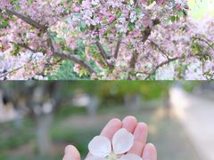 -海棠花溪(元大都城垣遗址公园)