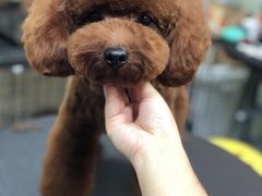 -小尾巴宠物店(万科·金域华庭店)