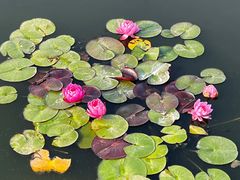 -莲花池公园