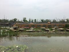 -泗洪洪泽湖湿地景区