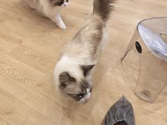 -有喵·猫咖·狗咖·30几只猫10只小狗(岗厦店)