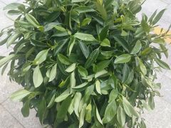 -黑松白鹿(金融街店)