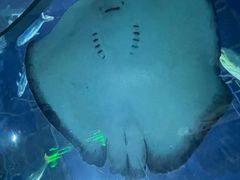 -芜湖新华联大白鲸海洋公园