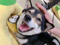 -逗柴咖啡屋·狗咖猫咖宠物桌游