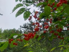 -北宅大永樱桃采摘基地(崂山总部)