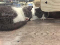 -宠物世家(仲盛世界商城店)