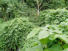 -南山植物园