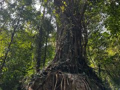 -莫里热带雨林景区