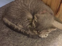 -猫色咖啡·猫咖