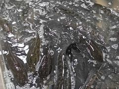 -都江堰石锅鱼