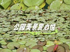 -天津水上公园