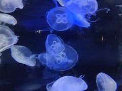 -泉城欧乐堡海洋极地世界