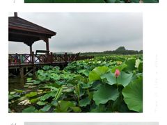 -荷塘月色湿地公园·向阳花洲
