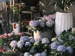 -溪岸路花鸟市场