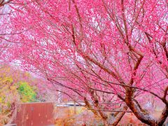 -花开海上生态园