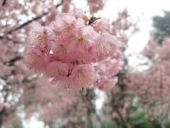 -南山植物园