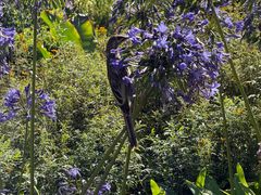 -墨尔本皇家植物园