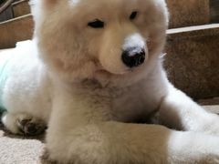 -more than meow吴止猫主题餐厅(承德 中船汇店)