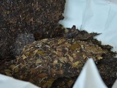 -绿雪芽白茶(浙大华家池校区凯旋路店)