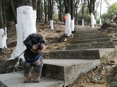 -火炉山森林公园