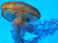 -太平洋海底世界