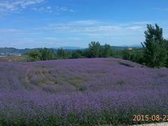 android_upload_pic-密云玫瑰情园